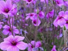 लखपति बना देगी ये खेती, 20 हजार रुपये लीटर बिकेगा तेल…..