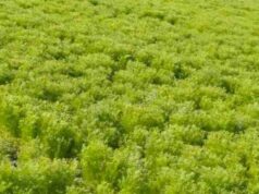 किसान बन रहे लखपति, 33 हजार रुपए क्विंटल बिक रहा जीरा……..