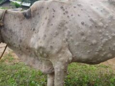 लंपी वायरस की दस्तक, 17 मवेशियों को बीमारी होने की पुष्टि………