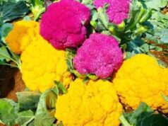 रंगीन फूलगोभी से कमाएं लाखों रुपए……..